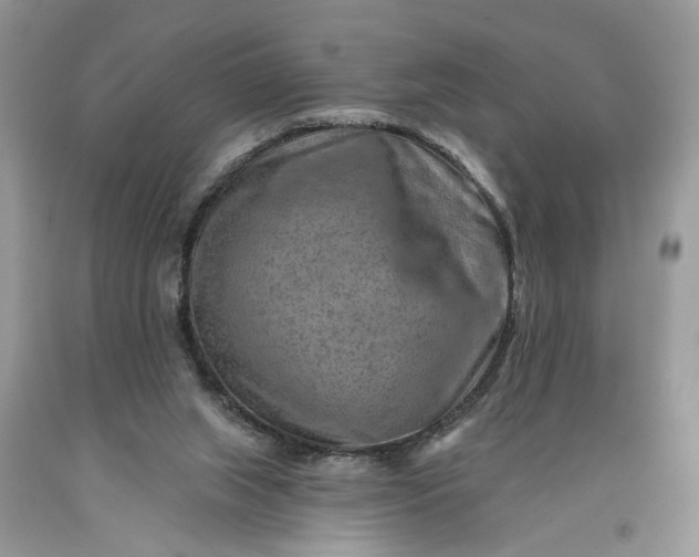 X0000093470063200710261052