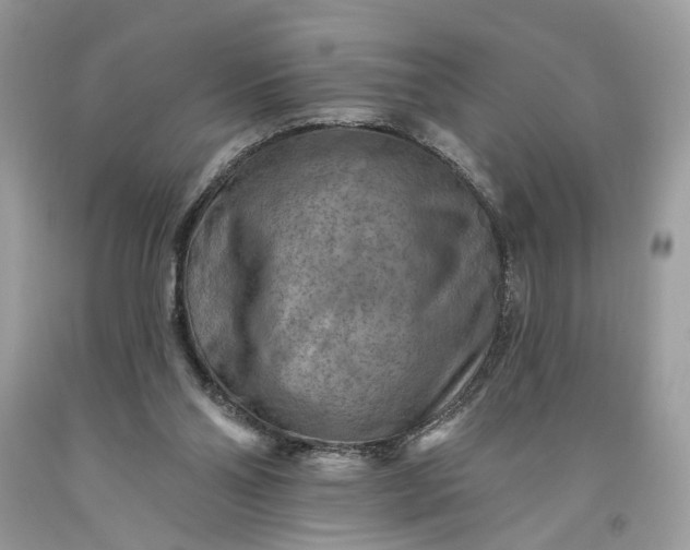 X0000093470110200710261052