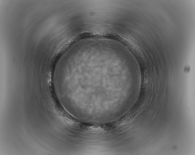 X0000093470502200710261046