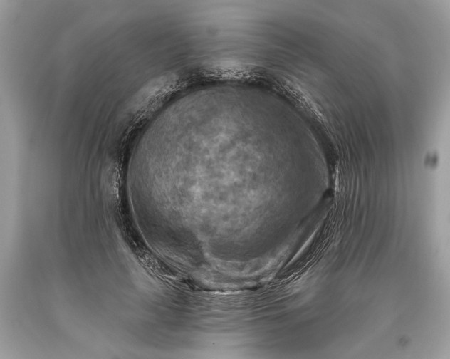 X0000093470643200710261044