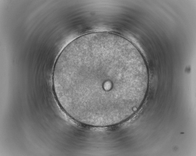 X0000093470810200710261041