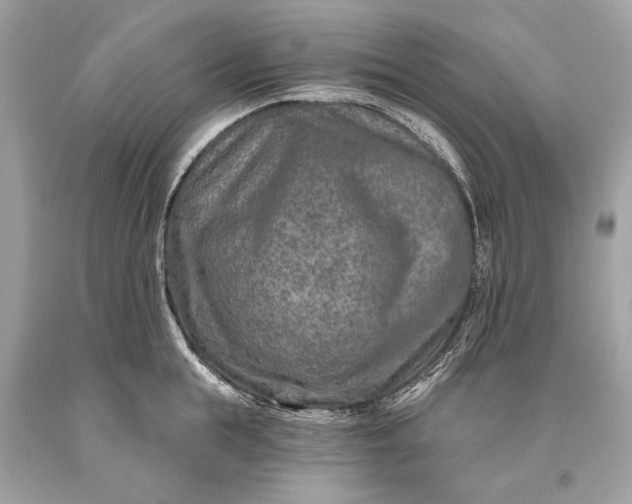 X0000093470855200710261041