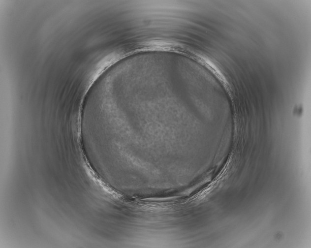 X0000093470994200710261039