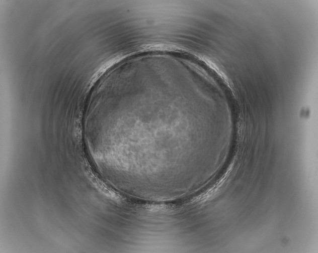 X0000093471025200710261038