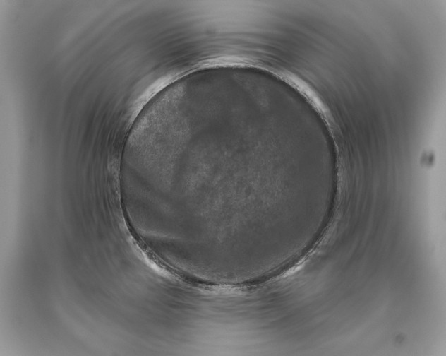 X0000093471337200710261034