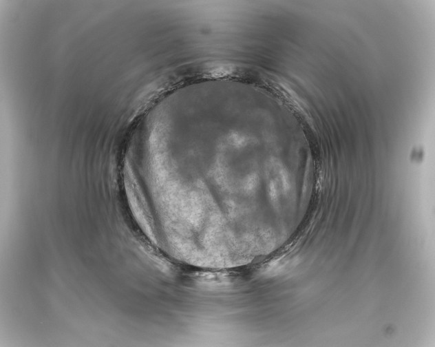 X0000093470524200711021235