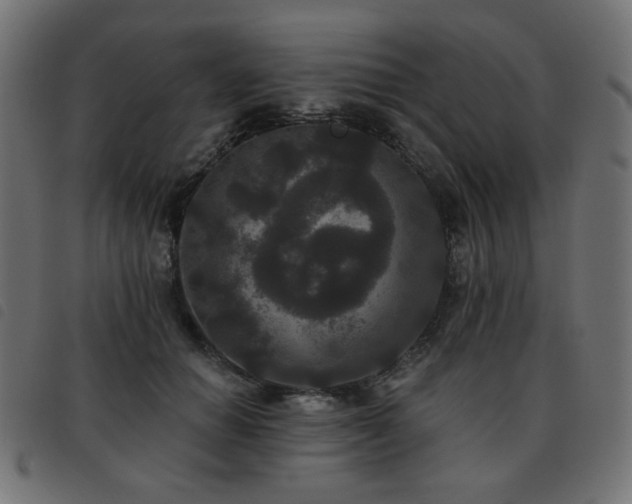 X0000093480654200710121447
