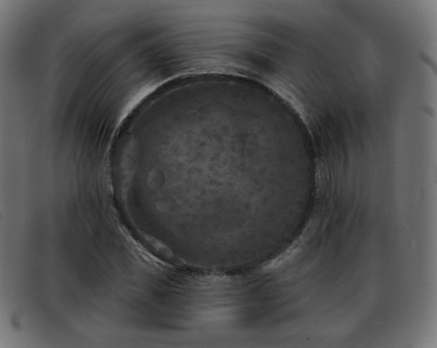 X0000093480925200710121442