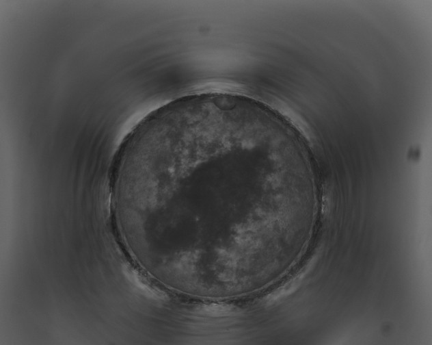 X0000093481117200710191201