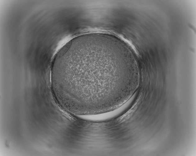 X0000093481365200710261030