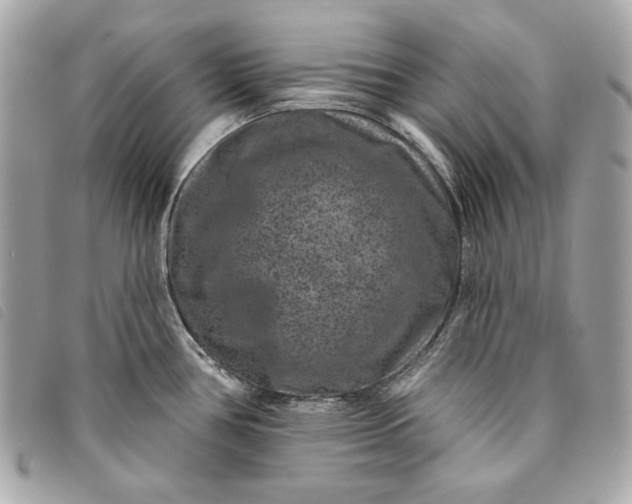 X0000093481386200710261030