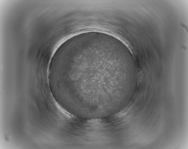 X0000093481535200710261029
