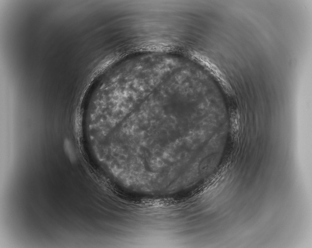 X0000093480679200711020933