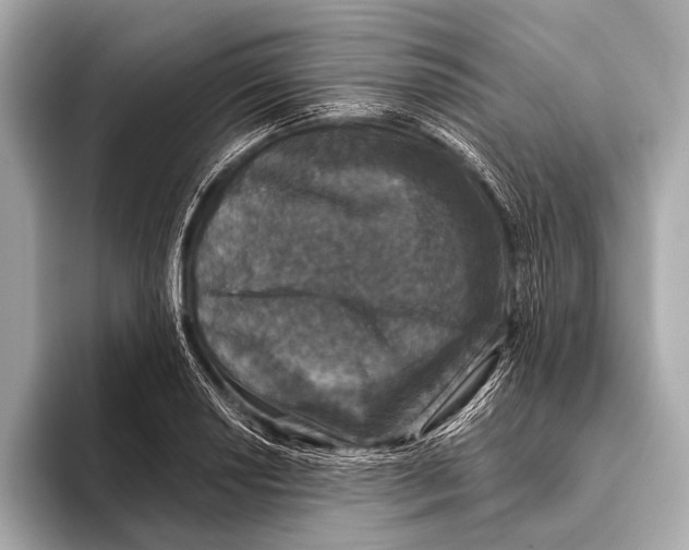 X0000093481034200711020929