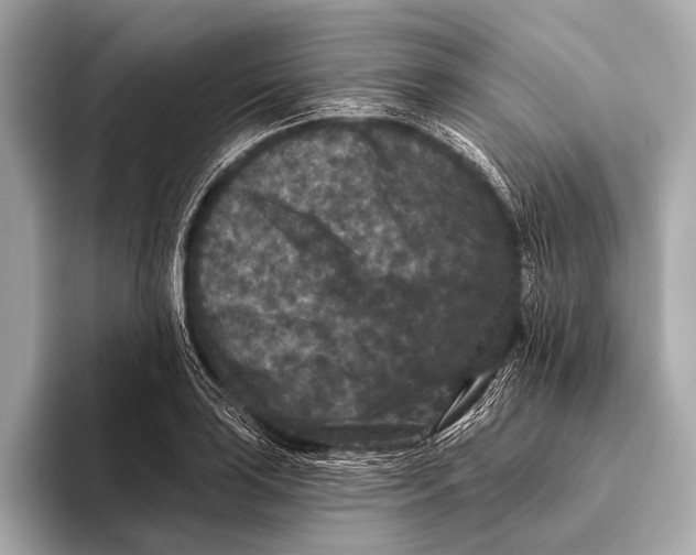 X0000093481035200711020929