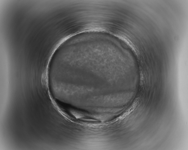 X0000093481038200711020929