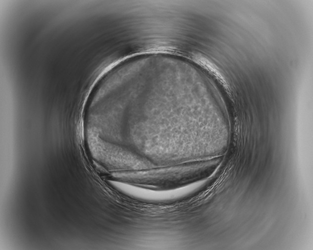 X0000093481324200711020926