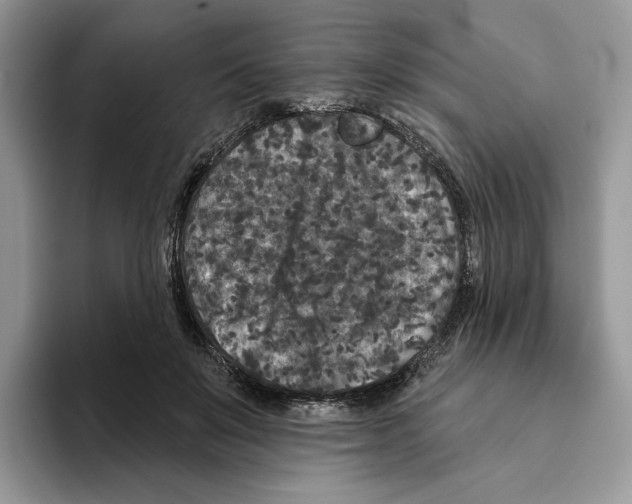 X0000093480503200711091629