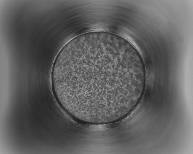 X0000093480810200711091625