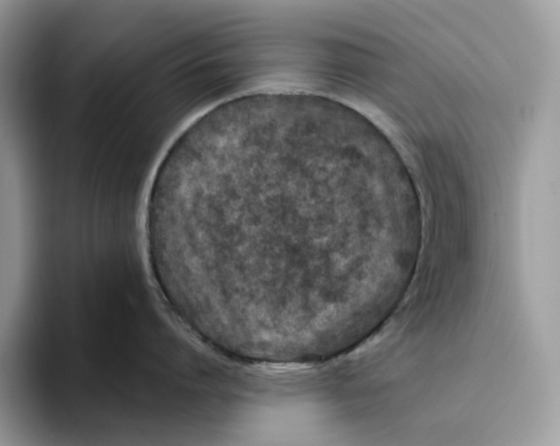 X0000093480864200711091625