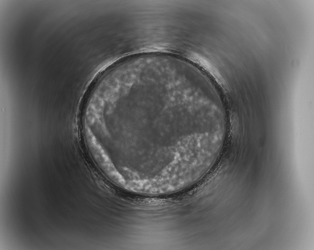 X0000093481308200711091619