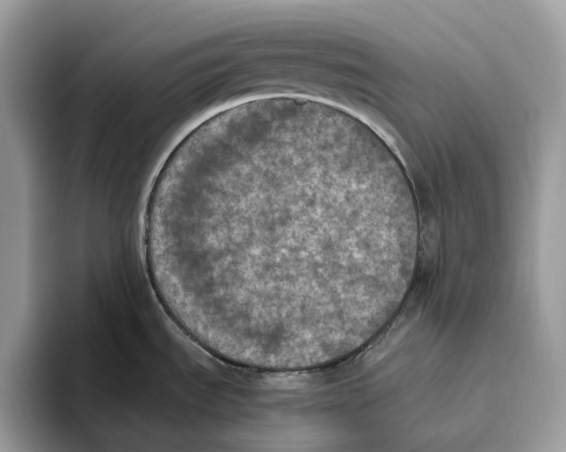 X0000093481535200711091617