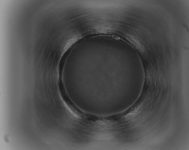 X0000093490630200710121507
