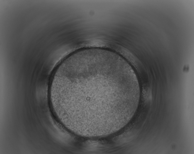 X0000093490534200710191229