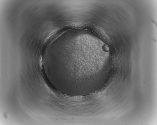 X0000093490024200710261125