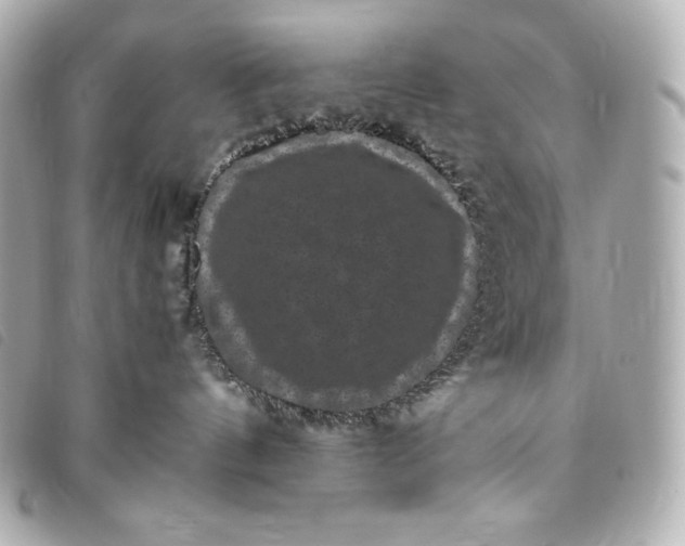 X0000093490144200710261124