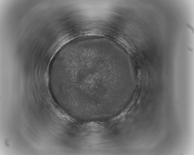 X0000093490290200710261122