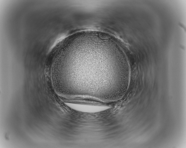 X0000093491255200710261110