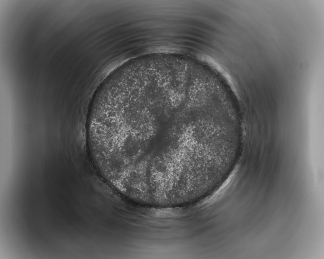 X0000093491025200711091641