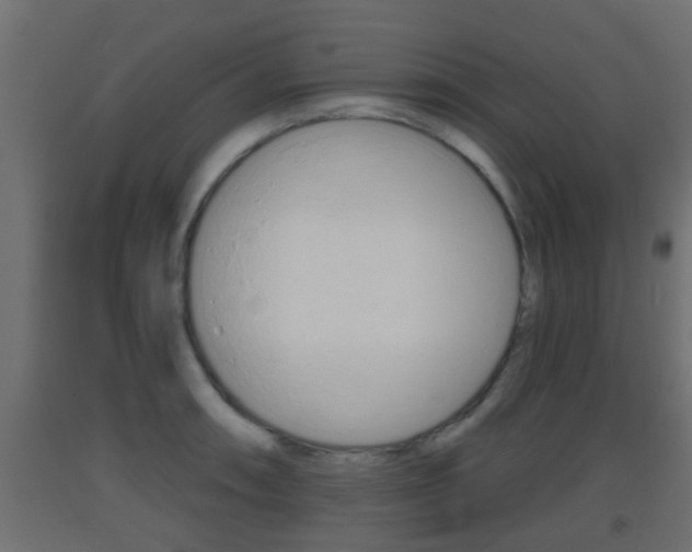 X0000093501090200710121038