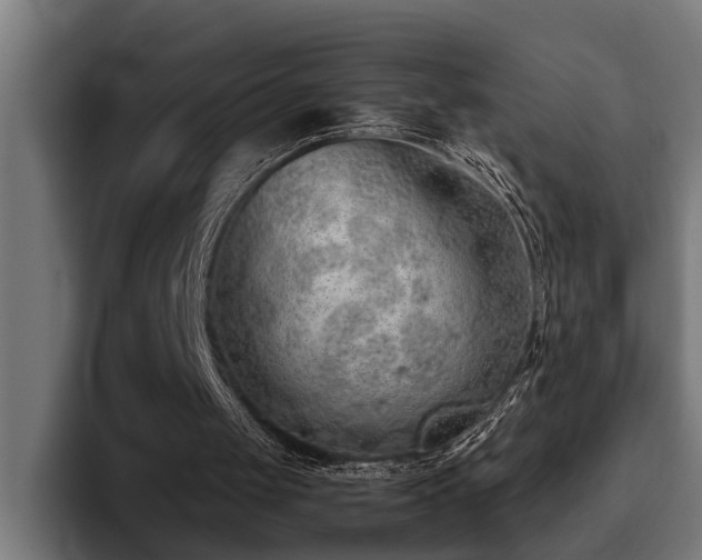 X0000093500049200710121521