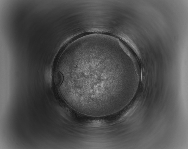 X0000093500204200710121519