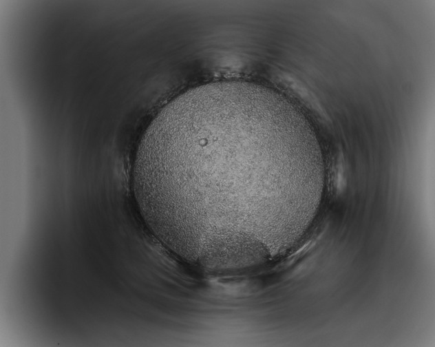 X0000093500661200710121514