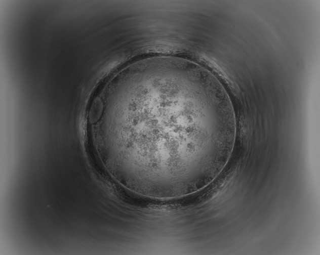X0000093500679200710121514