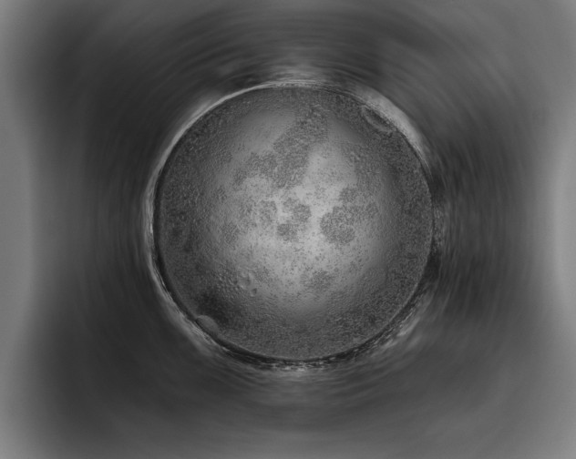 X0000093501099200710121509