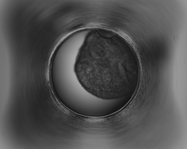 X0000093501296200710121506