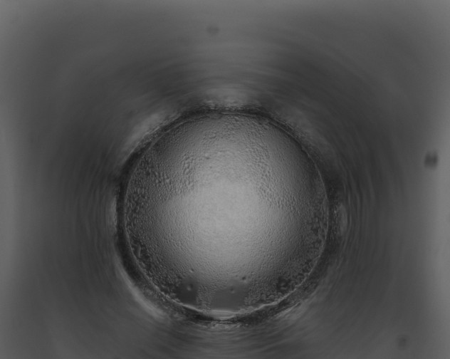 X0000093500638200710191250