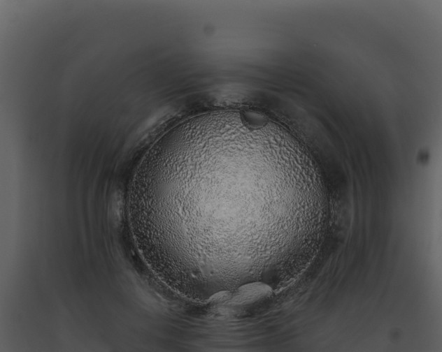X0000093500648200710191250