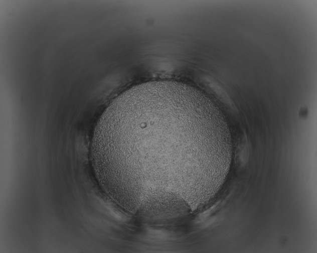 X0000093500661200710191250
