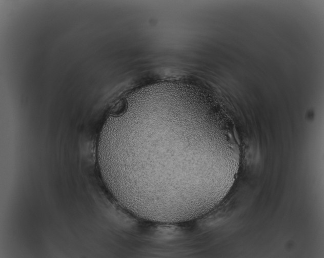 X0000093500666200710191250