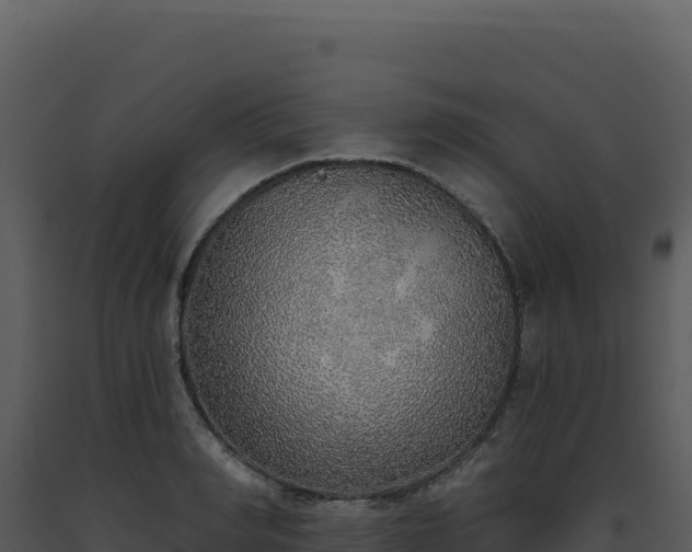 X0000093500990200710191245