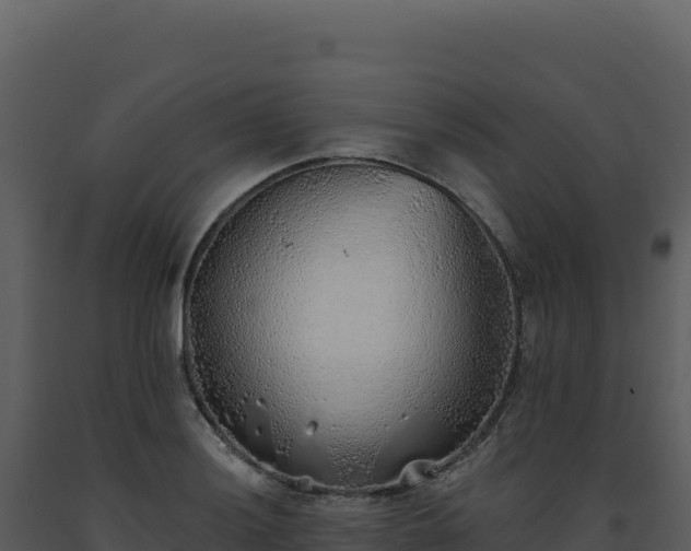 X0000093501036200710191245