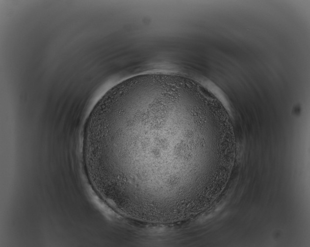 X0000093501099200710191244