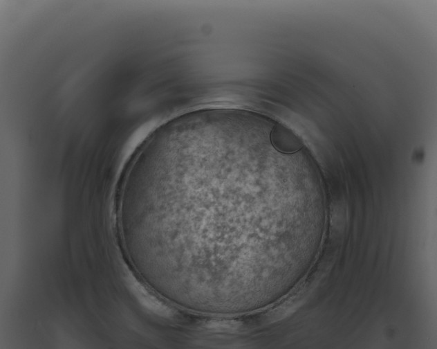 X0000093501466200710191238