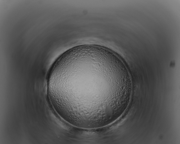 X0000093501509200710191238