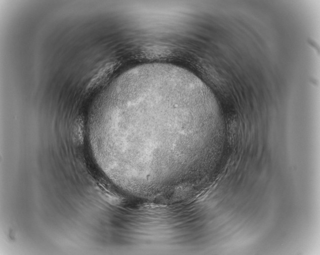 X0000093500644200710261138